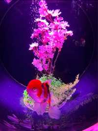Mesmerising Art Aquarium Museum in Tokyo, Japan 🐠