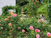 【苗栗】浪漫玫瑰花園，適合情侶家庭朋友賞花遊玩