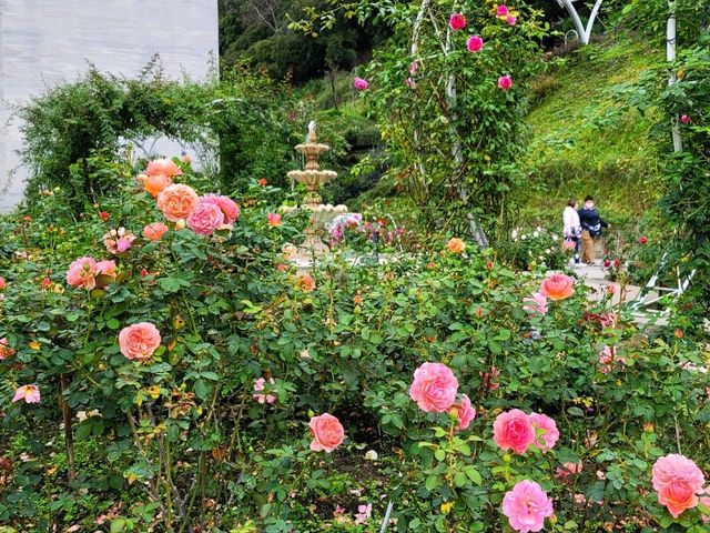 【苗栗】浪漫玫瑰花園，適合情侶家庭朋友賞花遊玩
