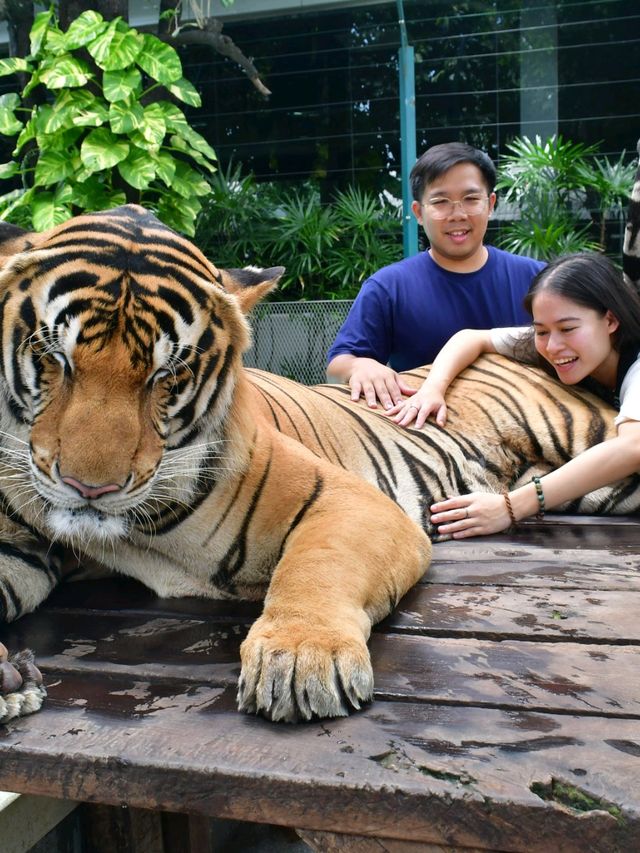 Tiger Park Pattaya ใกล้ชิดเสือตัวเป็นๆ