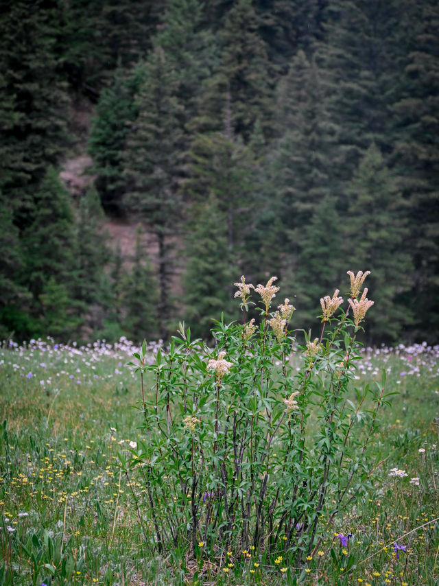Summer Blossoms at Honghai Lake
