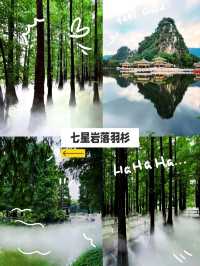   【森林】仙氣飄飄的落羽杉樹群