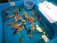 ตลาดกลางปลาสวยงาม fish village บ้านโป่ง