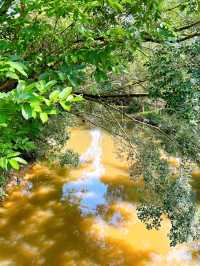 The Importance of Elephant Rescue at Elephant Sanctuary Kuala Gandah