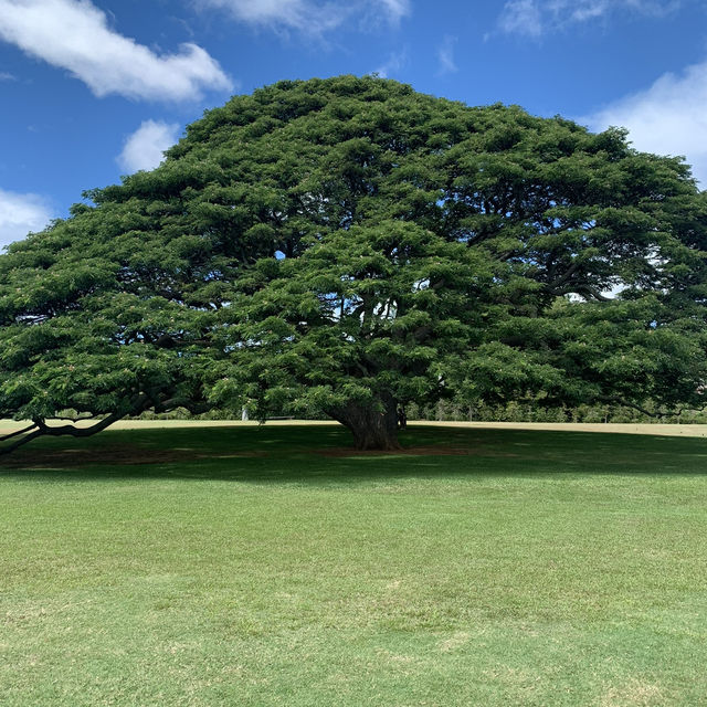 この木なんの木？気になる木〜in Hawaii 