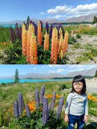 🇳🇿 Stunning Lupin Flowers📍Lake Tekapo 🇳🇿