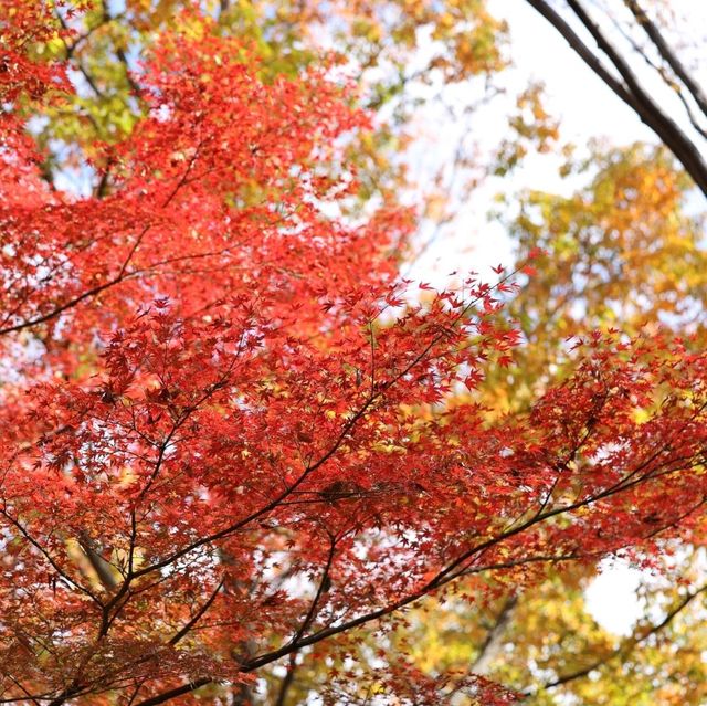 東京景點｜東京近郊知名銀杏賞風景點—國營昭和紀念公園
