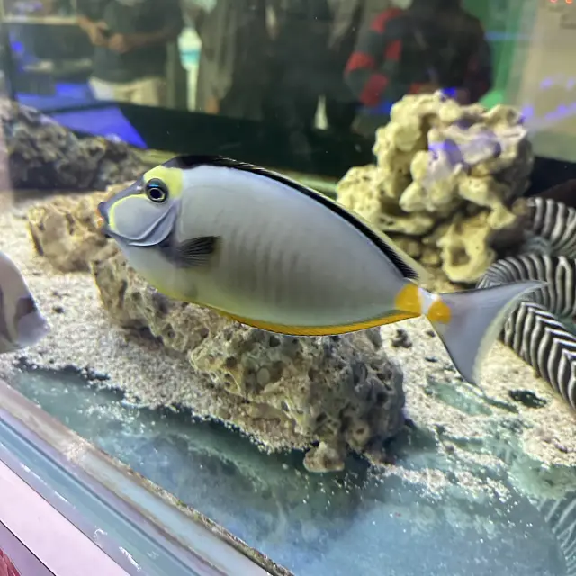 Pusat Hiasan Ikan, Port Dickson – อัญมณีที่ซ่อนอยู่สำหรับคนรักทะเล