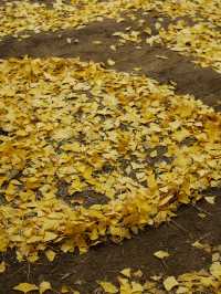 Autumn in Nami - Autumn in my heart