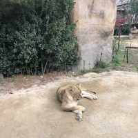 Wildlife Encounters: Safari World at Everland 🇰🇷