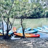 Kayaking Adventure in Pulau Ubin Mangroves