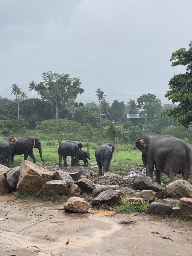 Pinnawala: School Field Trip 🇱🇰