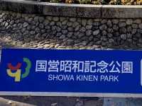 東京昭和記念公園-金黃色的銀杏樹，交織成金黃色的隧道