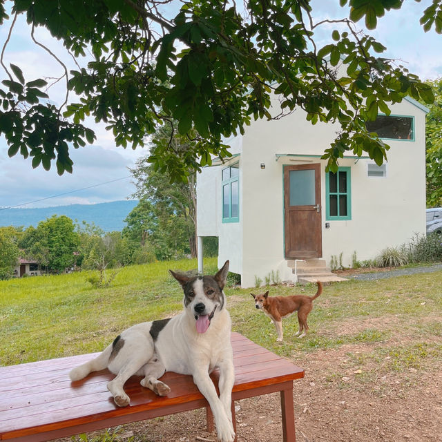 บ้านสีขาวเขาใหญ่ 🏡 น่ารักเกินไปมาก