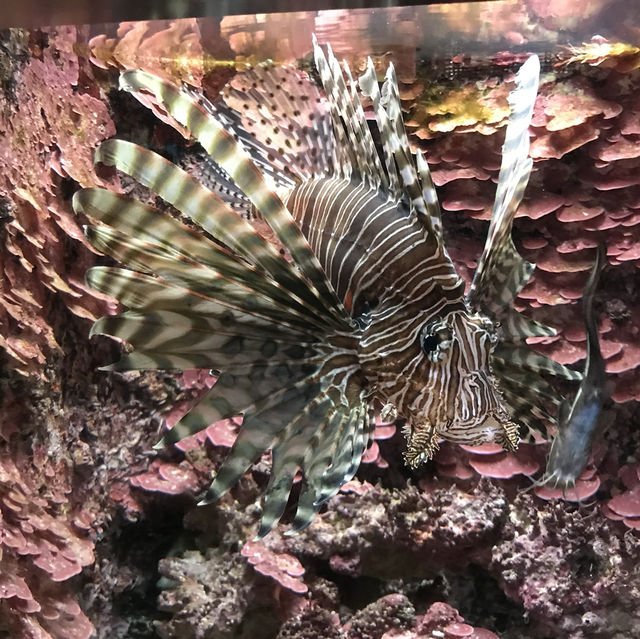 🇯🇵日本沖繩-沖繩美麗海水族館🐟🪼🦑🦈🐡