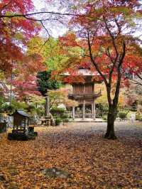 【ここ行って】本当は教えたくない🙅グラデーションが美しい穴場紅葉🍁