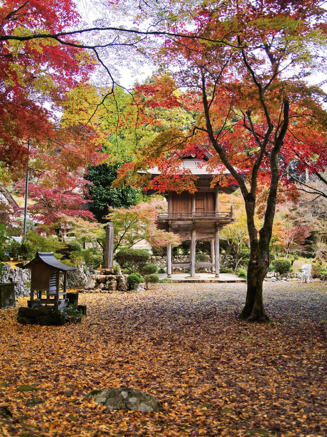 【ここ行って】本当は教えたくない🙅グラデーションが美しい穴場紅葉🍁