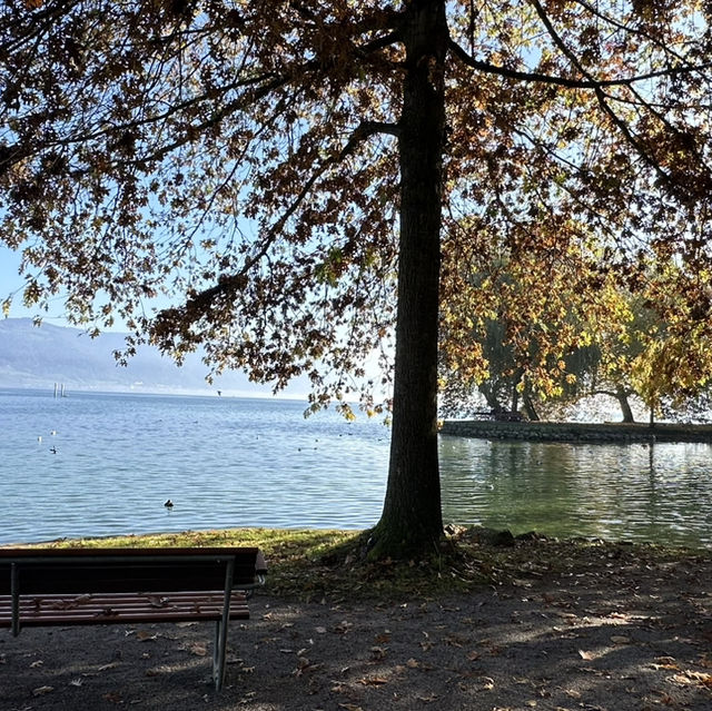 楚格湖畔的美麗公園
