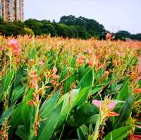 觀瀾河濕地公園
