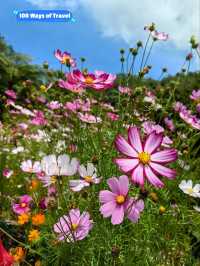 Flora Park, Cameron Highlands is Perfect for Breathtaking Views and Fresh Air