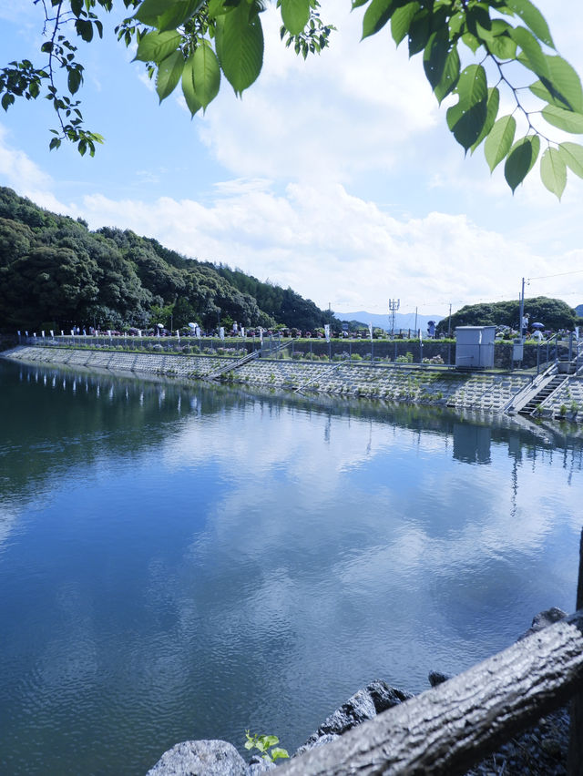 名古屋打卡聖地：形原溫泉紫陽花祭 