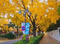 An evening stroll along the Gyeongbukgung stone walls with beautiful gingko tree in autumn