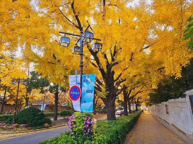 An evening stroll along the Gyeongbukgung stone walls with beautiful gingko tree in autumn