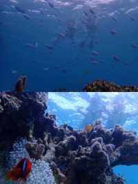 沖縄　石垣島でスキューバダイビング🤿🐠