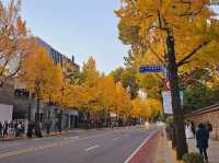 The almighty old gingko tree turns yellow at Gyeongbukgung