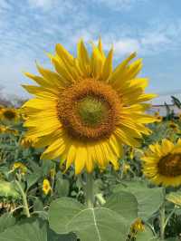 ร้านชาจุดเช็คอินใหม่ริมเลียบด่วน! CHA3MA🌻