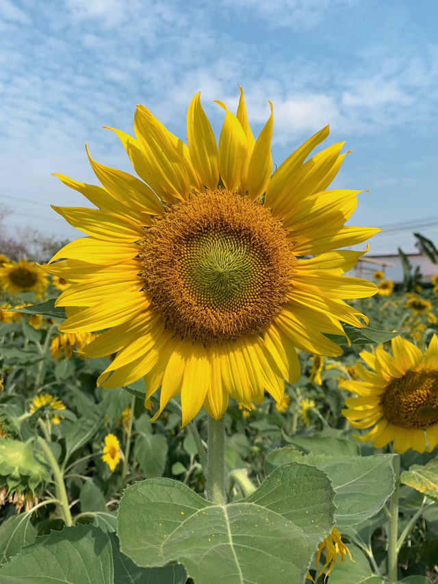 ร้านชาจุดเช็คอินใหม่ริมเลียบด่วน! CHA3MA🌻