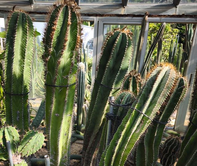 深圳仙湖植物公園
