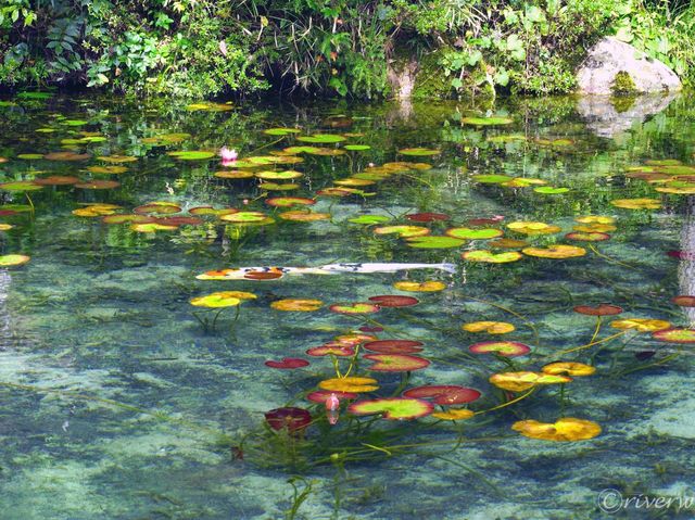 【岐阜県】モネの池として一躍話題に！根道神社の無もなき池