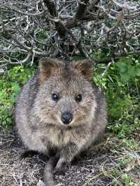 The Quirky Charm of Quokkas: Nature’s Happiest Animals