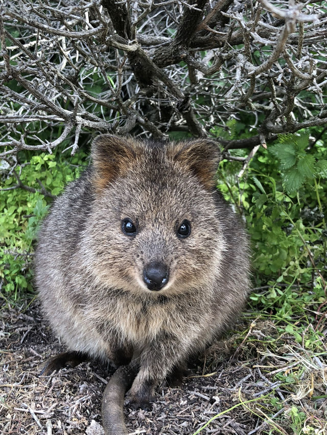 The Quirky Charm of Quokkas: Nature’s Happiest Animals