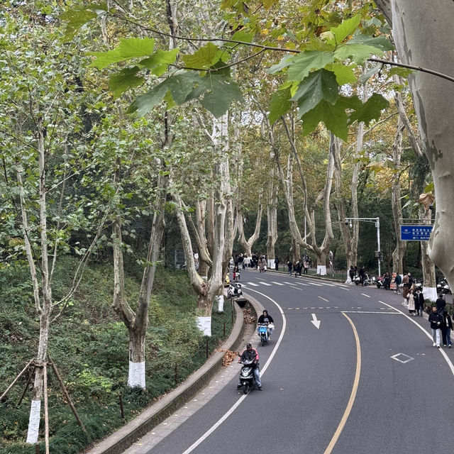 Beautiful Wutong Avenue in Nanjing Beautiful Wutong Avenue in Nanjing
