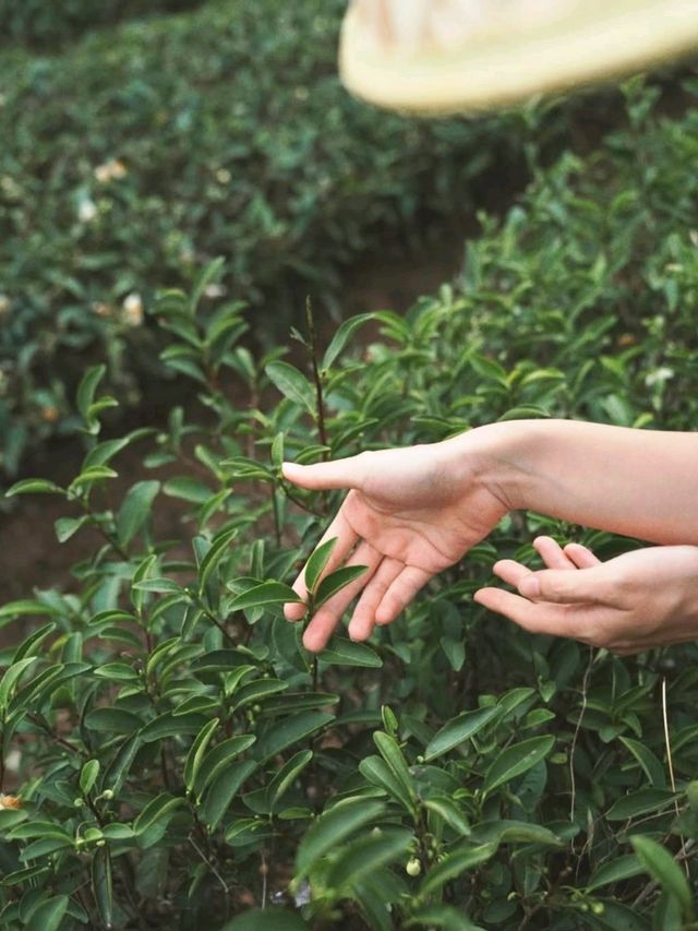 茶故鄉地的溫感與美態