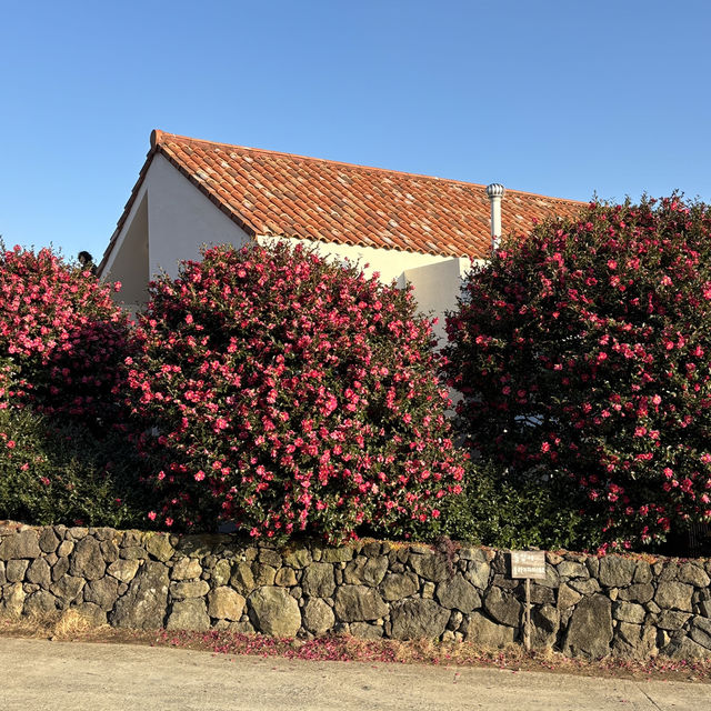제주 겨울여행 필수코스 동백포레스트🌺
