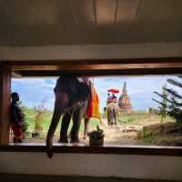 【アユタヤ/タイ】象が遊びに来てくれるカフェ🐘