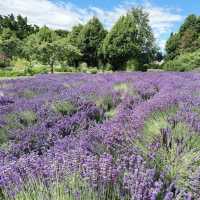 Wanaka Lavender Farm's Tranquil Charm