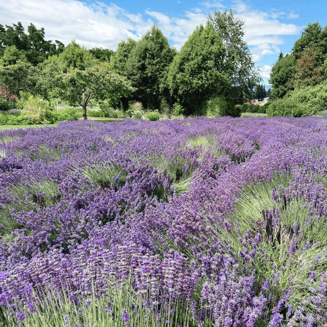 Wanaka Lavender Farm's Tranquil Charm