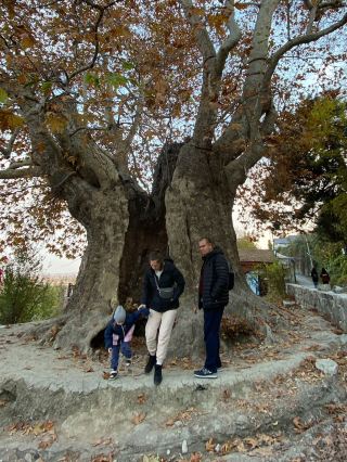 Giant Plane Tree in Telavi