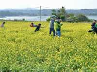A Sea of Gold in Jeju: Seongsan Canola Flower Field