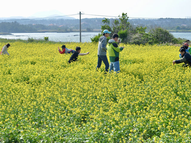 A Sea of Gold in Jeju: Seongsan Canola Flower Field
