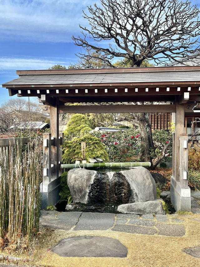 ⛩️ 妙蓮寺（横浜） – 歴史と四季を感じる寺院