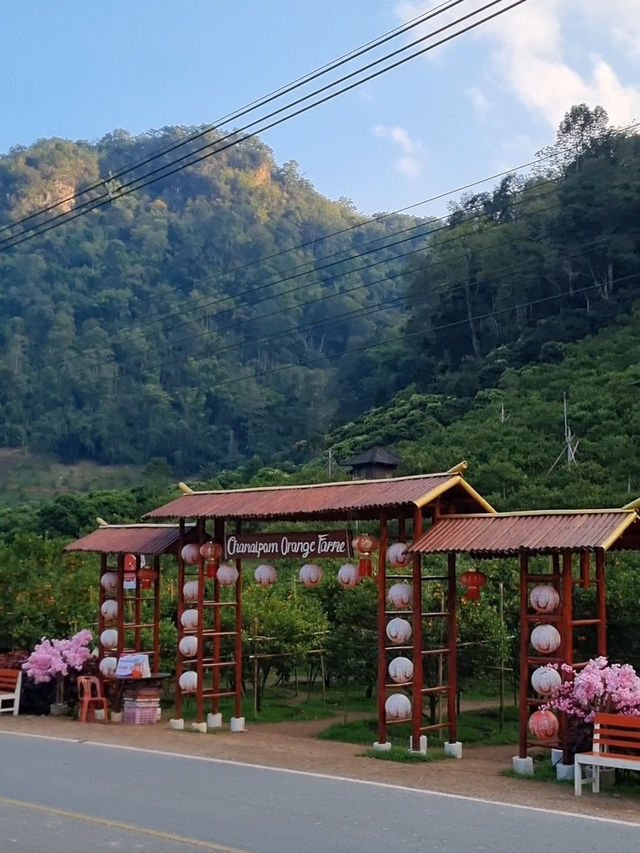 ไร่ส้มชไมพร