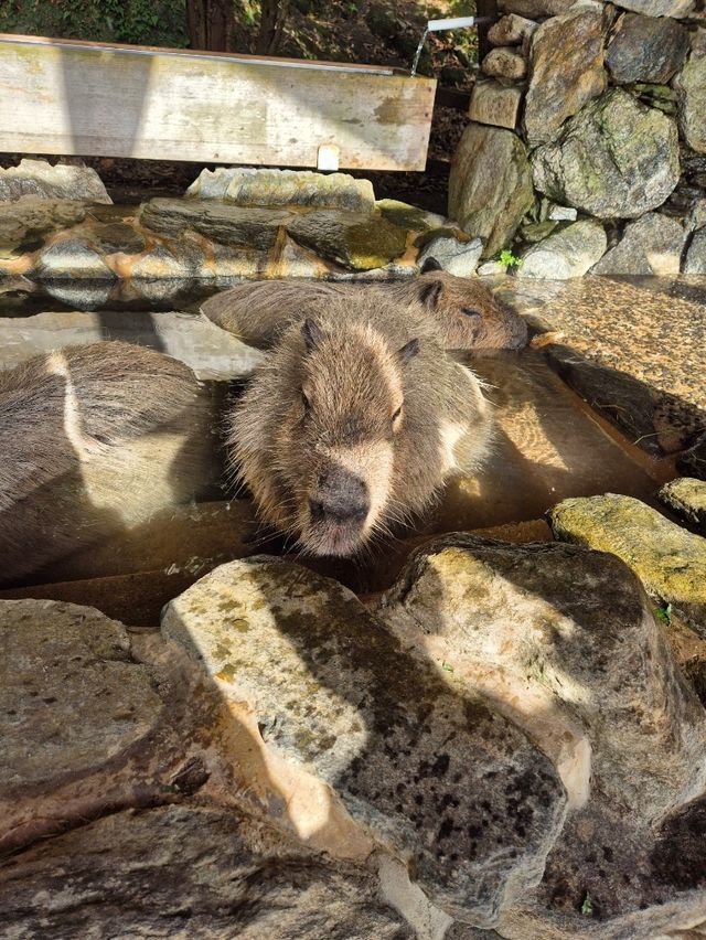 Capybaras in Onsen Bath at Nagasaki Bio Park