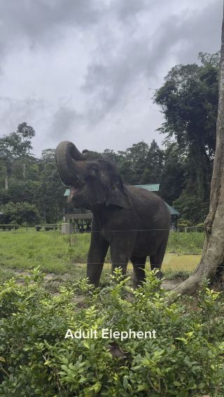 Beautiful Elephants Conservation Centre