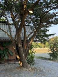 Breathe Rice Valley ที่พักเชียงใหม่ 🏡🌾💤🛌