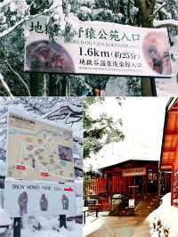 日本長野縣。地獄谷雪猴公園🦧Snow Monkey Park獼猴野生生態奇觀